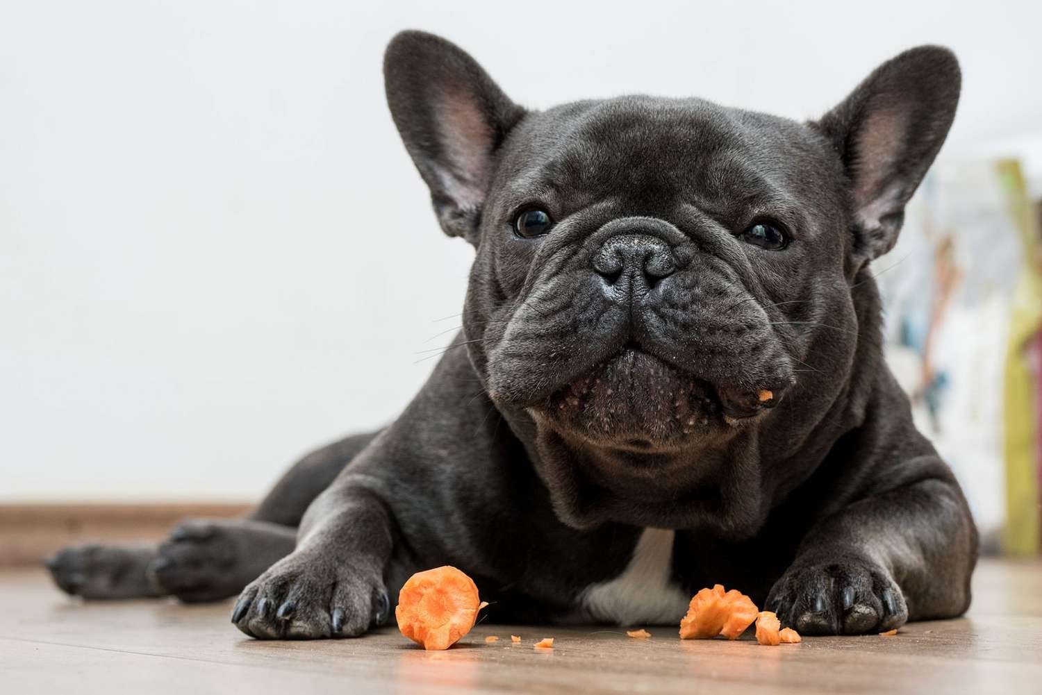 Can Dogs Eat Carrots? Here's What To Know