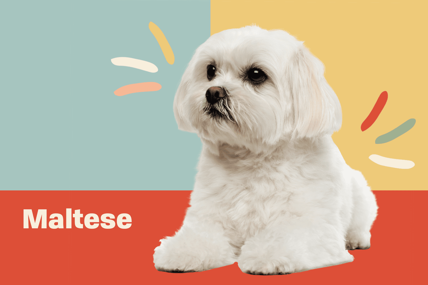 Maltese
