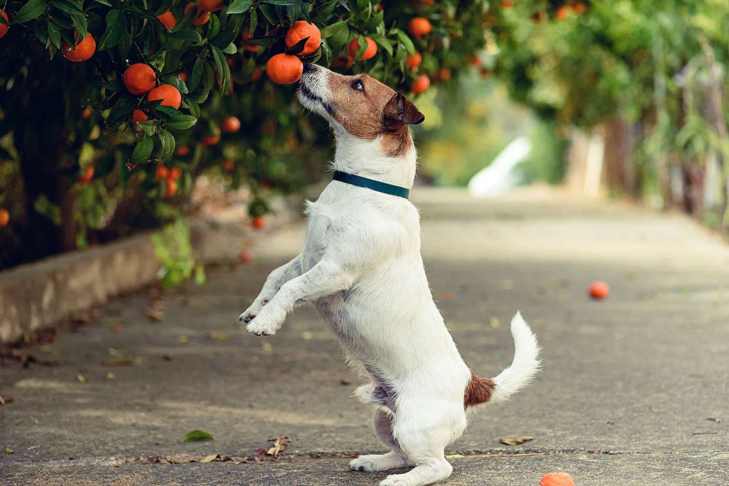 Can Dogs Eat Oranges? How To Safely Feed Your Dog a Citrus Snack
