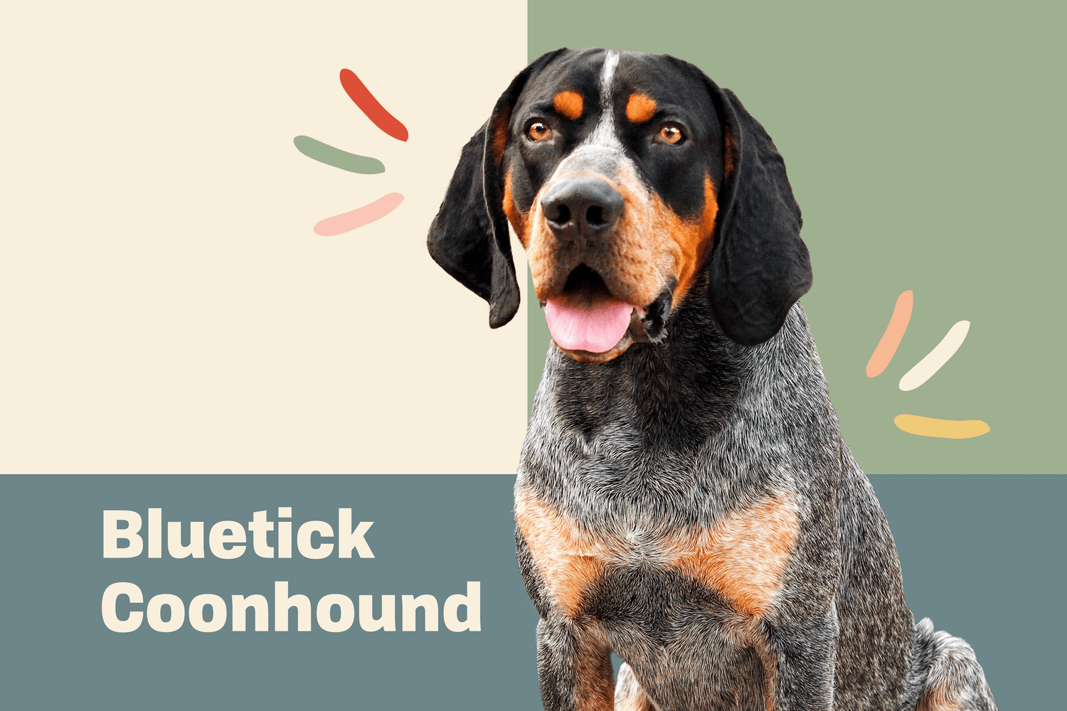 Bluetick Coonhound