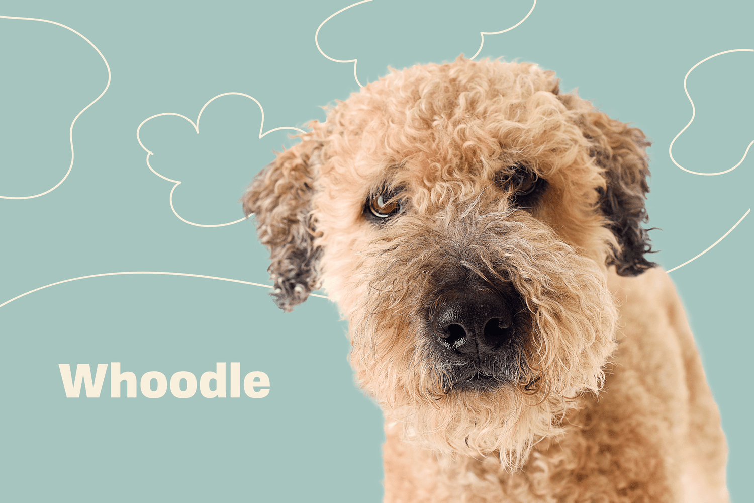 Whoodle (Wheatendoodle)