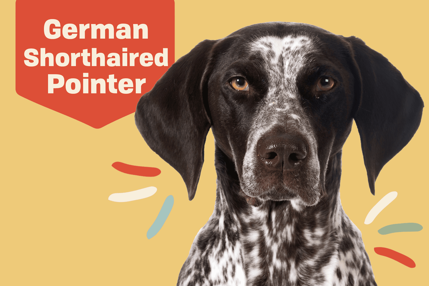 German Shorthaired Pointer
