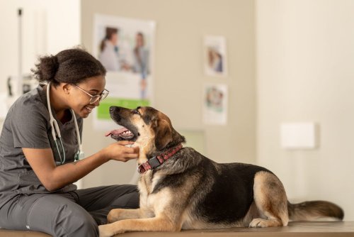 4-benefits-of-an-externship-at-a-veterinarian-clinic-charter-college