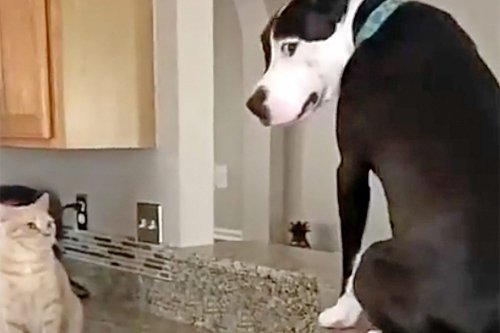 Watch This Dog (Who Definitely Thinks He's a Cat) Hop On Top of the Refrigerator