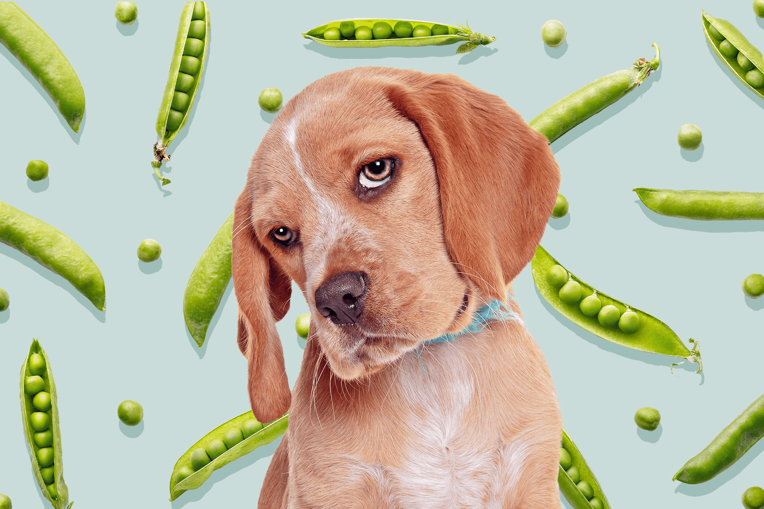 Can Dogs Eat Peas? Here's the Scoop on the Legume