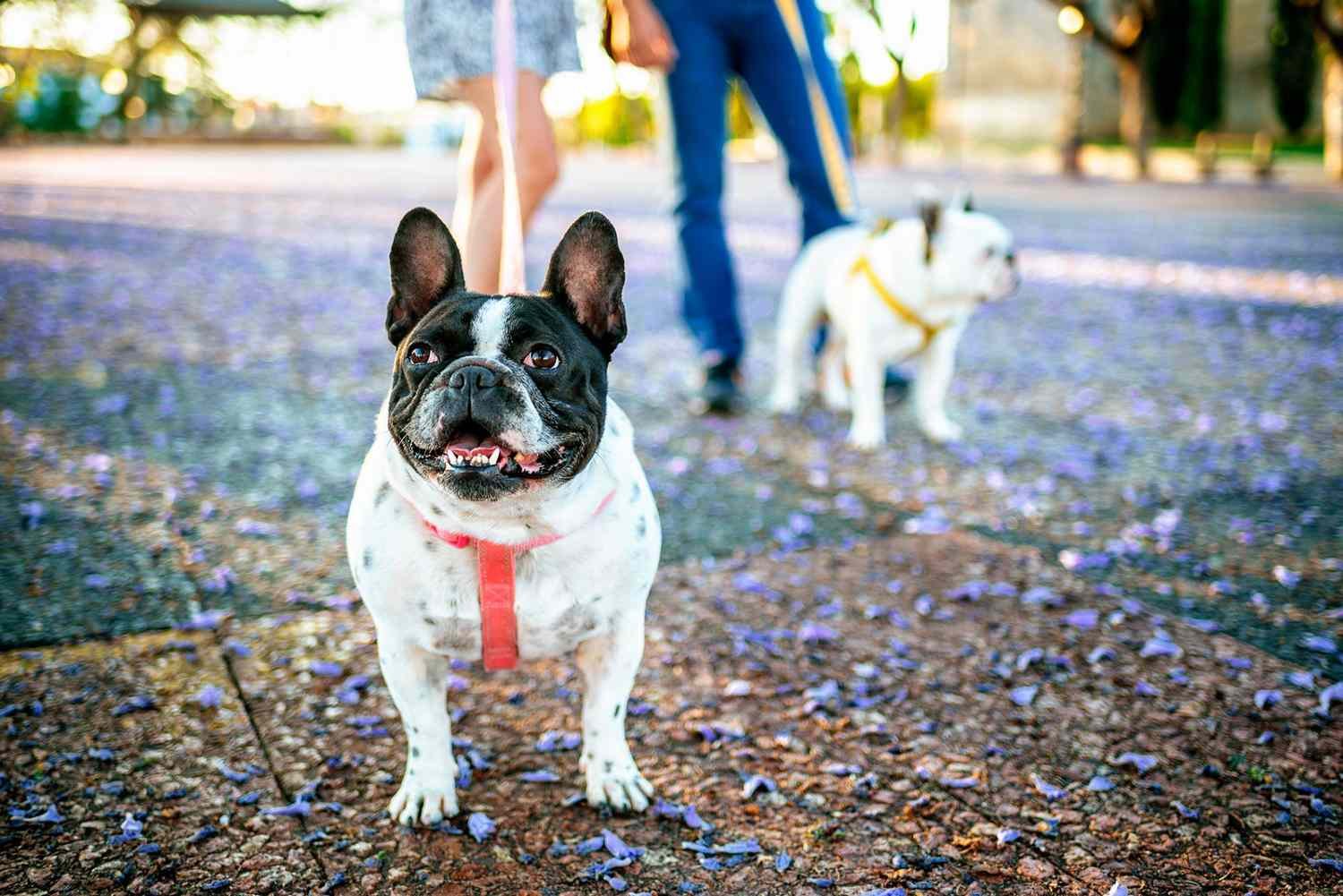 How Often Do You Walk Your Dog? See If You're Walking Your Pup Enough