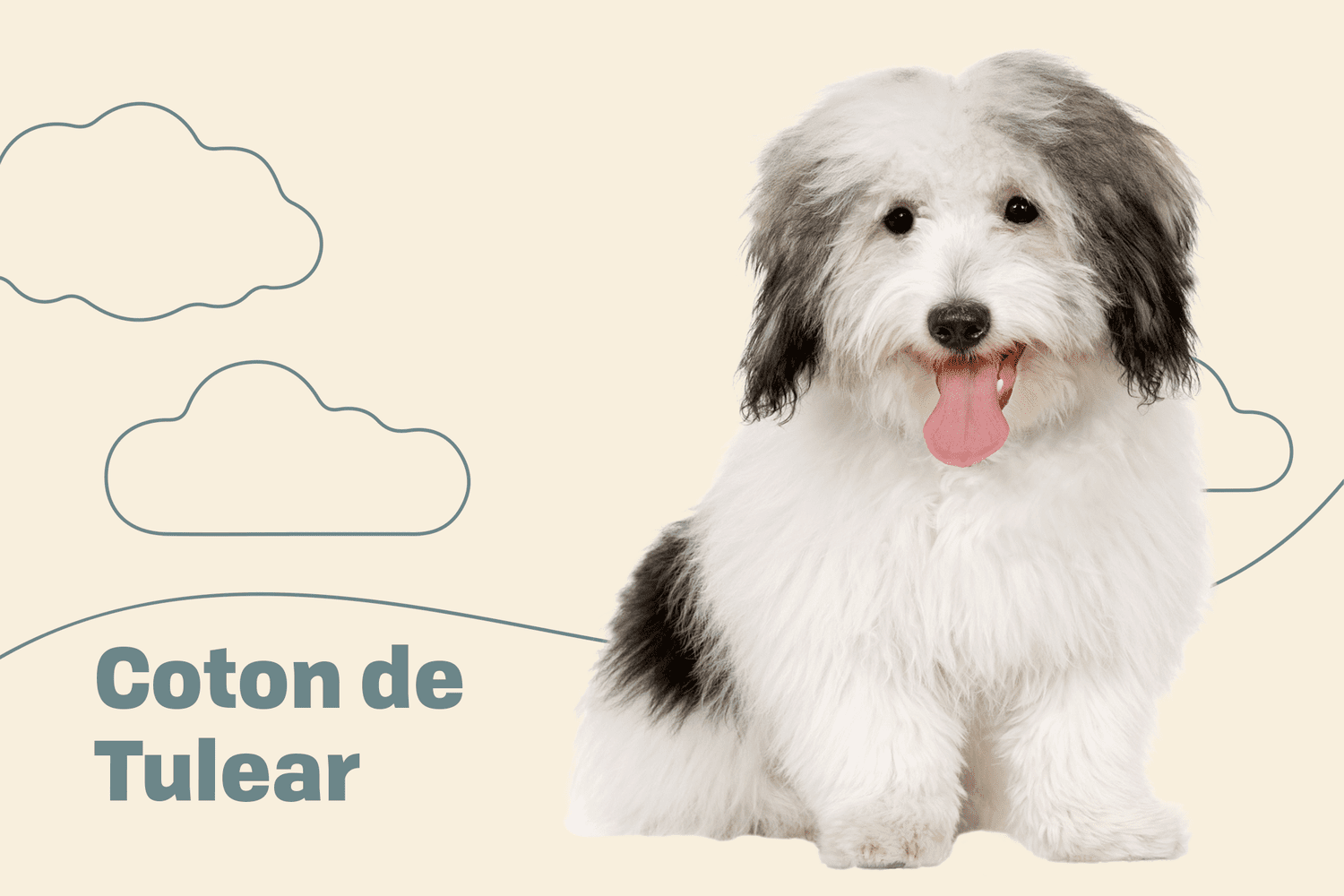 Coton de Tulear