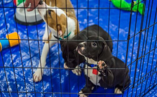 why-a-south-carolina-shelter-is-really-hoping-dog-adoptions-pick-up-in