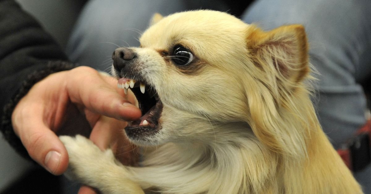 Ex-army officer fears explosion of dog aggression in North Wales 'puppy pandemic'