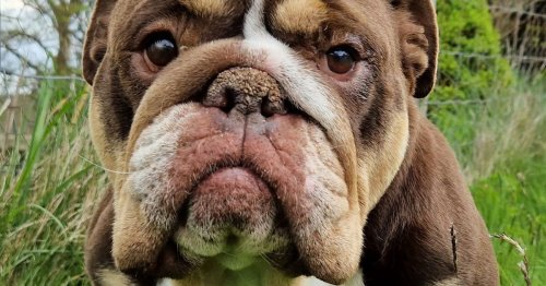 Adorable British Bulldog 'abandoned on A55' found by member of the public