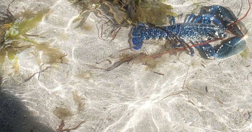 'Weird' neon blue lobster found on North Wales beach not quite what it seems