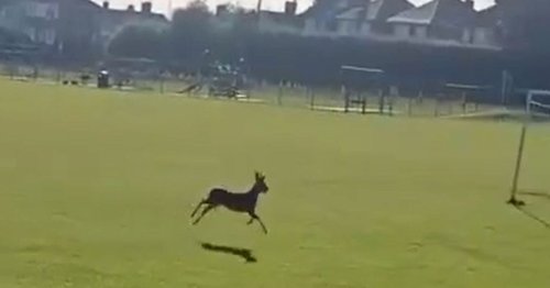 Mystery deer stops stops traffic as it saunters through industrial North Wales town