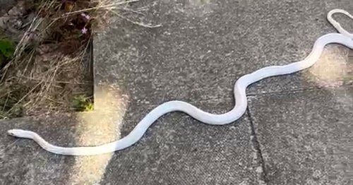 Discovery of 4ft 'ghost' snake sends shivers down high street in North ...