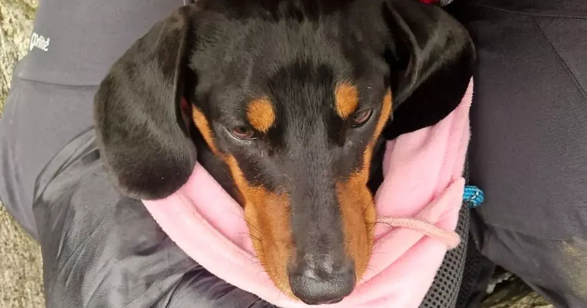 Astonishment as tiny dogs with little legs rescued from treacherous Eryri peak