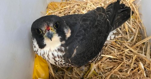 Part of North Wales put on high alert after 'sad and shocking' death of iconic bird of prey