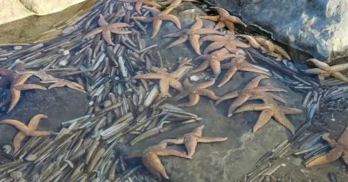 Weird 'starballing' behaviour may have caused mass starfish strandings on North Wales beaches