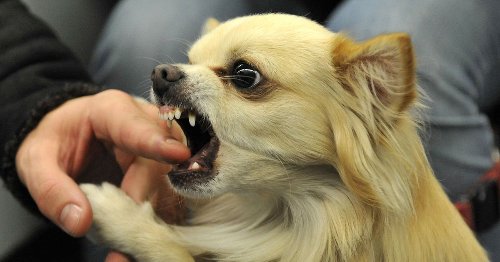 Ex-army dog trainer fears explosion of 'puppy pandemic aggression in our pets