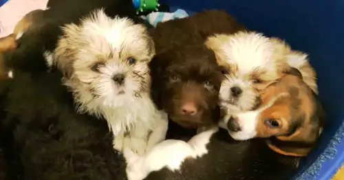 They may look cute, but don't be fooled - police warning over puppy scam