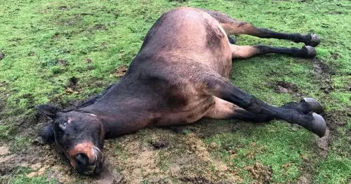 Anger as rare horse and unborn foal killed by the kindness of ‘ignorant’ stranger