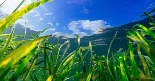 How underwater gardeners are trying to save seagrass off the North Wales coast