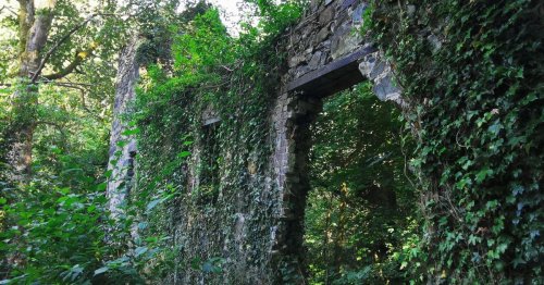 The forgotten Gwynedd mill with a lost past, hidden in woodland