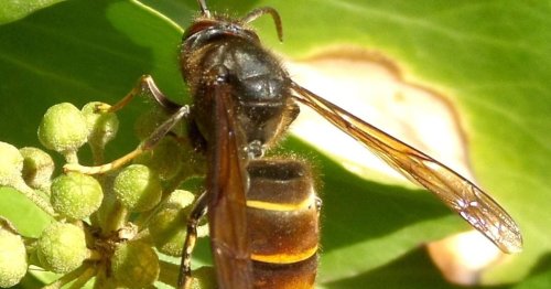 Gardeners urged to plant £1.08 herb to deter Asian hornets - Daily Record