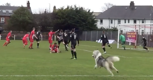 Watch Hurlford vs Pollok derailed by DOG on the pitch as enraged punter roars 'get this f****** dog to hell!'