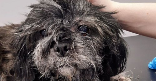 Cruel dog owner fined for severe neglect of Shih Tzu as SSPCA seize pet ...