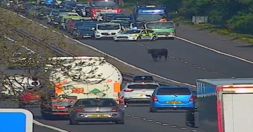 Cow halts rush hour traffic on Scots motorway leaving traffic 'udderly terrible' - Daily Record