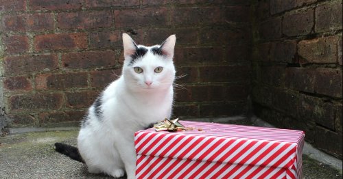 Santa Paws will help Stirling feral cats enjoy Christmas