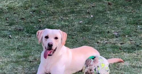 Scots family's beloved Labrador has neck ripped open by dangerous dog