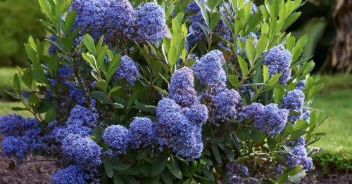 'Really beautiful' blue blossom shrub leaves shoppers 'thrilled' as it brightens up gardens