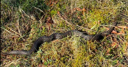 Scots dog walker captures up close photograph of only venomous snake in the UK