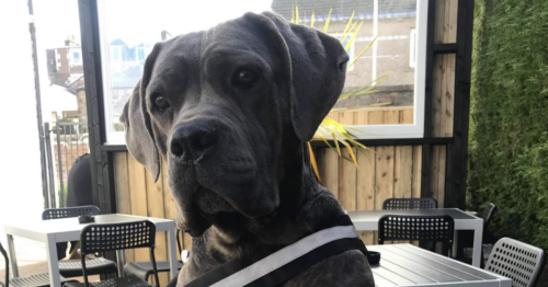 Self-harming dog who suffered separation anxiety finally finds forever home