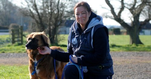 Dumfries woman heads to Romania to help traumatised dogs abandoned in Ukraine
