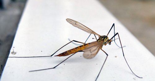 Spider expert explains one thing you should do if you find a daddy long legs