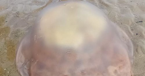 Giant jellyfish discovered on shore