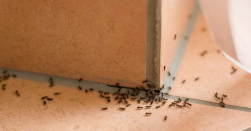 Mrs Hinch fans share homemade solution to banish ants which 'works every time'