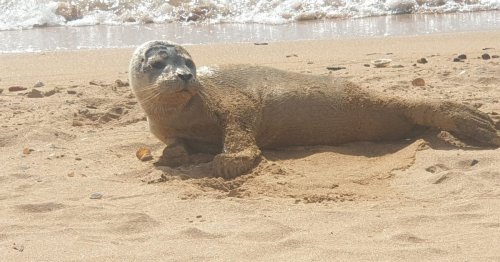 Bleeding seal pup found abandoned on Scots beach rescued by kind tourists