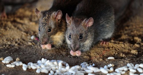 Four 'natural yet effective’ ways to banish rats from your garden for good