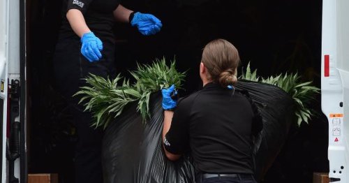 Cops seen piling huge cannabis plants into van after bust at Scots home