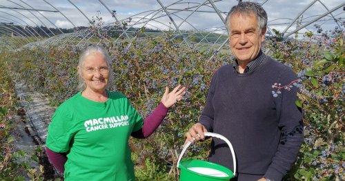 Public told to help themselves after Perthshire farmer decided not to send blueberry crop to market