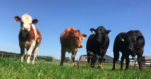 Cops warn dog owners that pets can legally be shot by landowners if necessary