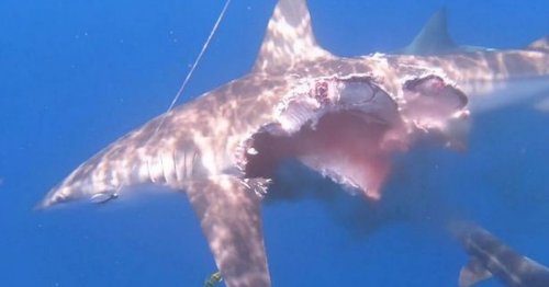 'Zombie shark' spotted still hunting for food despite missing half its body