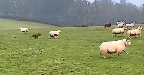 Perth and Kinross police issue stark sheep worrying warning after dog terrifies pregnant livestock