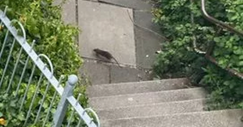 Army of '50 rats' take over Edinburgh estate as 'cars wrecked and binmen scream' - Daily Record