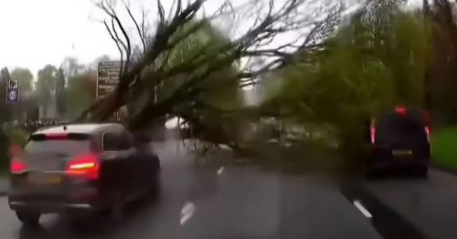 Driver's miracle escape as huge tree falls in high winds and almost crushes cars