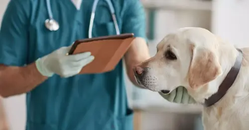 Vet explains heartbreaking way that dogs feel when they know they're about to die