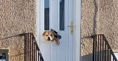 Viral Scots dog Angel who ripped through letterbox leaves owner with £400 bill