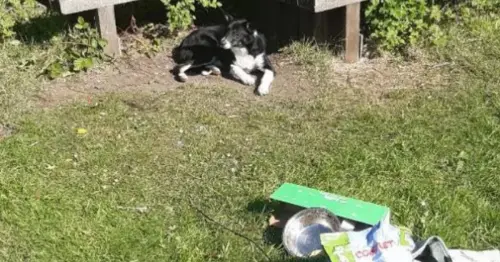 Frightened young border collie type dog discovered beside some bushes in Livingston